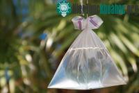 Ảnh Lý giải khoa học hiện tượng loài ruồi sợ túi bóng nước