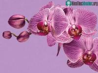 Ảnh Màu nào sẽ thống trị năm 2014?
