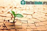 Ảnh Sự sống trên Trái đất bắt nguồn từ... đất sét?