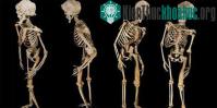 Ảnh Nỗ lực giải mã bí mật người voi