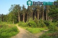 Ảnh Lý giải hiện tượng Người Lợn gớm ghiếc ở rừng Cannock Chase