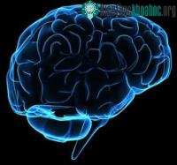 Ảnh Con người mới chỉ sử dụng 1/10 trí thông minh?
