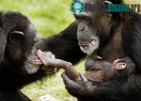 Ảnh Vai trò của giống cái trong việc hình thành loài người