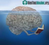 Ảnh Con người có thể giải toán trong vô thức