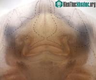 Ảnh Sự thật về giác quan thứ sáu của loài người