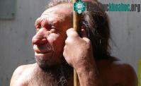 Ảnh Vì sao tay phải người Neanderthal to gấp đôi tay trái?