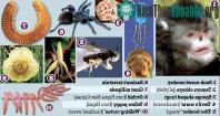 Ảnh Phát hiện 10 loài sinh vật mới