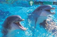 Ảnh Con người và cá heo “thông thái” như nhau