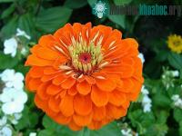 Ảnh Hoa khiến cảm xúc con người thăng hoa