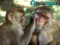 Ảnh Chức năng ngôn ngữ bắt nguồn biểu hiện khuôn mặt