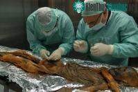 Ảnh Khám phá mới về Người băng Otzi