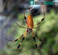 Ảnh Tơ nhện dẫn nhiệt tốt nhất