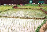 Ảnh Gạo và nguy cơ phơi nhiễm thạch tín