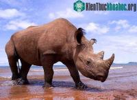 Ảnh Giải mã bí ẩn trong bàn chân tê giác