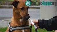 Ảnh Chó có khả năng phát hiện… ung thư phổi