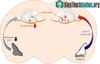 Ảnh Tế bào thần kinh ghi nhớ nỗi sợ hãi