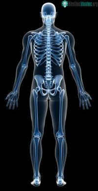 Ảnh Khả năng sinh sản của đàn ông nằm ở xương