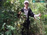 Ảnh Phát hiện loài cây chữa bệnh ung thư