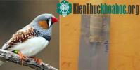 Ảnh Thiết bị cao su giả tiếng chim hót