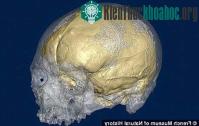 Ảnh Con người khôn hơn hay "khờ" đi?