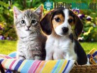 Ảnh Vì sao chó thông minh hơn mèo?