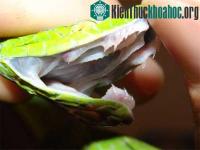 Ảnh Bí ẩn của người phụ nữ không biết sợ