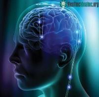 Ảnh Não bộ của con người đang ngày càng thu nhỏ