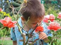 Ảnh Phát hiện lạ kỳ về khứu giác thời thơ ấu