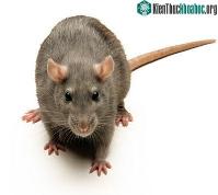 Ảnh Khôi phục khả năng đi lại của chuột bị liệt