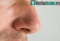 Ảnh Cạnh tranh khứu giác: hai lỗ mũi luân phiên xử lí hai mùi khác nhau