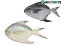Ảnh Con người đã ăn cá từ 40.000 năm trước