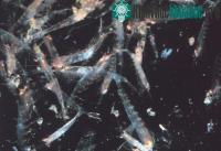 Ảnh NOAA cấm khai thác nhuyễn thể