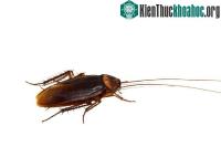 Ảnh Ăn thức ăn kém dinh dưỡng khiến gián béo hơn