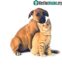 Ảnh Liều thuốc mới chống lại bọ chét và tích