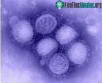 Ảnh Quá trình hình thành virut H1N1