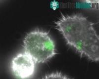 Ảnh Phát hiện đặc tính ưa ngọt của vi khuẩn Salmonella và khả năng đối phó với loại vi khuẩn này