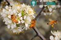 Ảnh Khóa dán trên cánh hoa giúp ong bám chắc