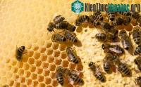 Ảnh Khủng hoảng thụ phấn: chuyện hoang đường?