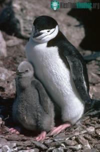 Ảnh Nam Cực có nhiều loài vật hơn Galapagos