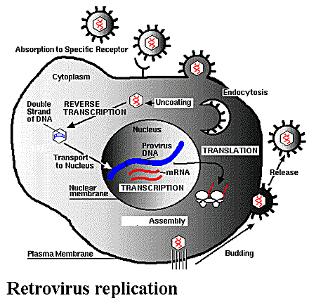 Ảnh Protein phòng vệ tiêu diệt retroviruses ở linh trưởng cổ đại