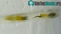 Ảnh Nhát cắn của mối nhanh nhất thế giới