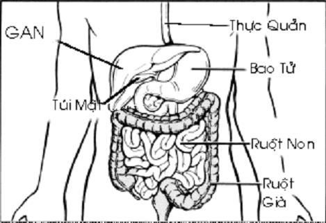 Ảnh Vi khuẩn trong ruột kích thích sự hình thành tế bào miễn dịch