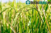 Ảnh Nhân đôi sản lượng gạo ở những khu vực hạn hán