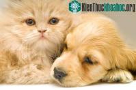 Ảnh Chó và mèo có thể chung sống hòa thuận