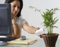 Ảnh Trồng cây trong phòng giúp nhân viên thoải mái hơn