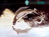 Ảnh Vật thể sống và vật thể không sống có tuân theo những quy luật giống nhau?