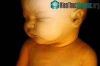 Ảnh Vòng tuần hoàn “ngủ” của bào thai