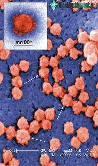 Ảnh Chỉ cần một phân tử virus là đủ để gây ra bệnh truyền nhiễm