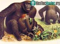 Ảnh Vì sao vượn người chuyển sang đi bằng hai chân?