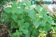 Ảnh Những điều bạn chưa biết về cây húng chanh